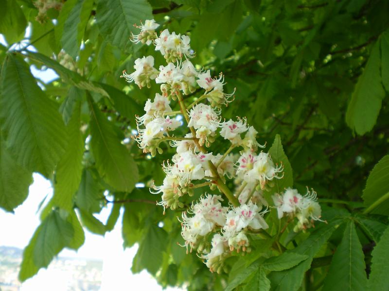 Bp 014.JPG - Spring in Budapest